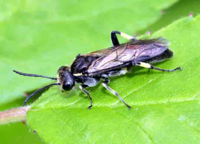 昆虫図鑑・クロハバチ